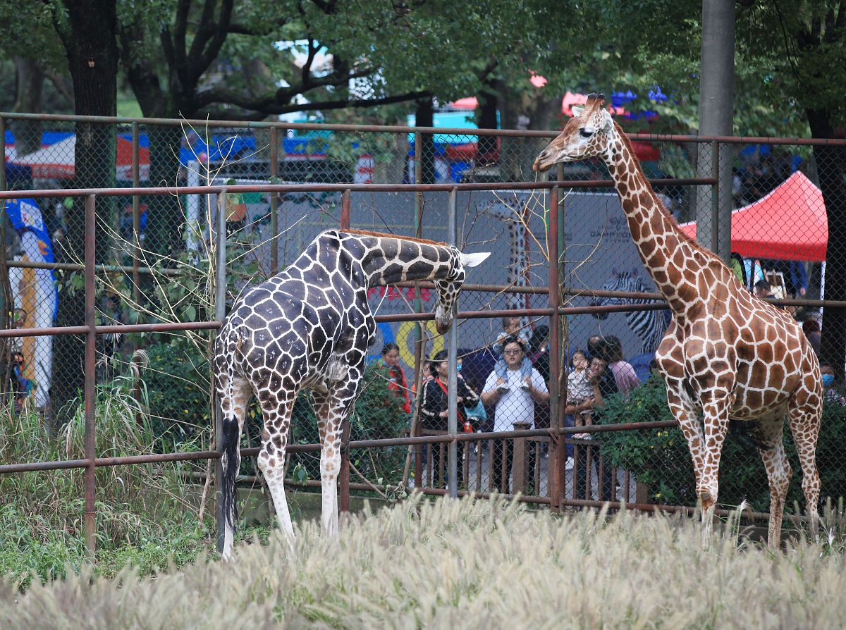 动物园参观心得：认识动物、保护自然