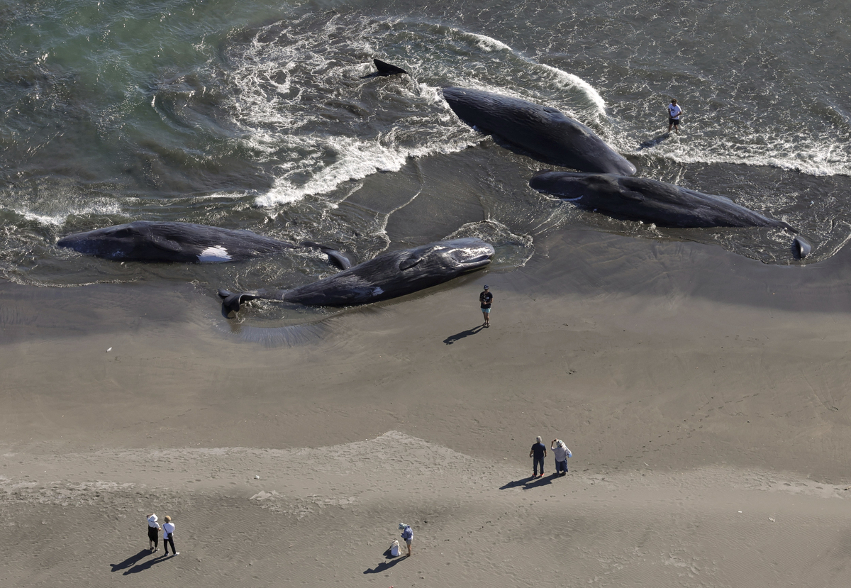 海洋动物村：团结协作的捕鱼故事