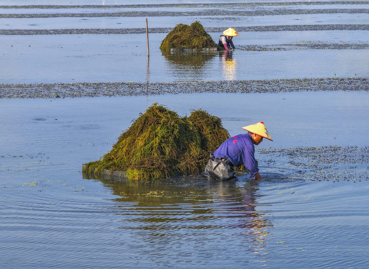 钦州三娘湾村渔业社区可持续发展：农民种子网络的积极作用