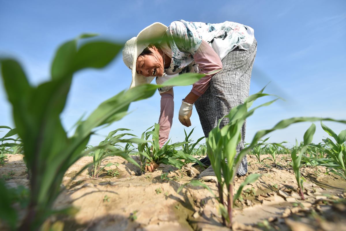 掰玉米步骤：详细指南及注意事项