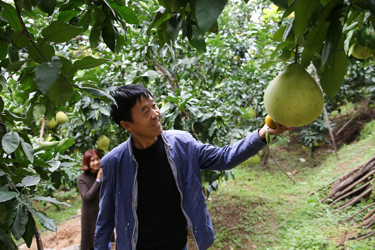岑巩县文旦柚种植规模及产量数据