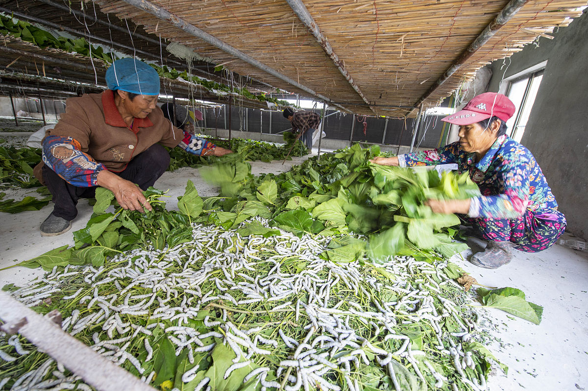 蚕桑技术专业就业方向有哪些