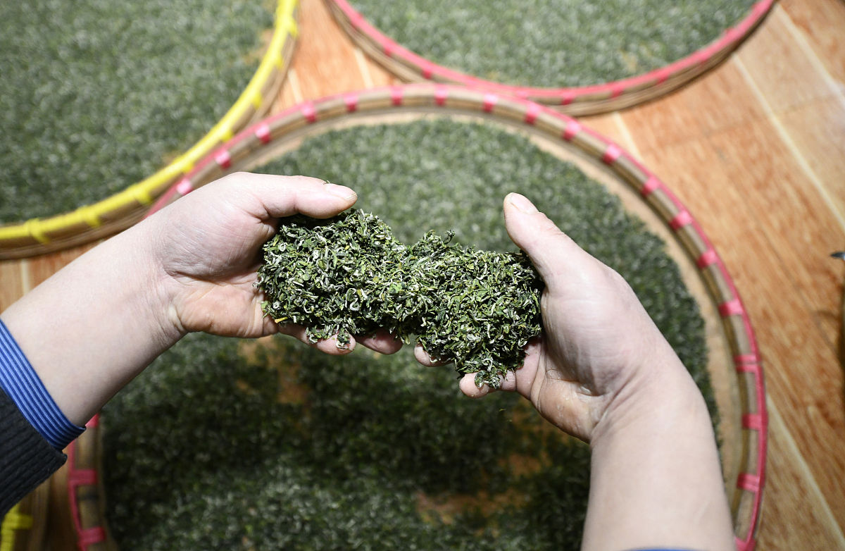 黄茶制作工艺：从采摘到包装的完整流程