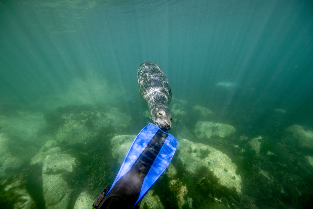 海洋保护实践活动背景:生态危机与可持续利用 海洋保护实践活动背景:生态危机与可持续利用