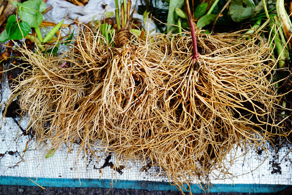 小学生手抄报：揭秘神奇的中医宝藏