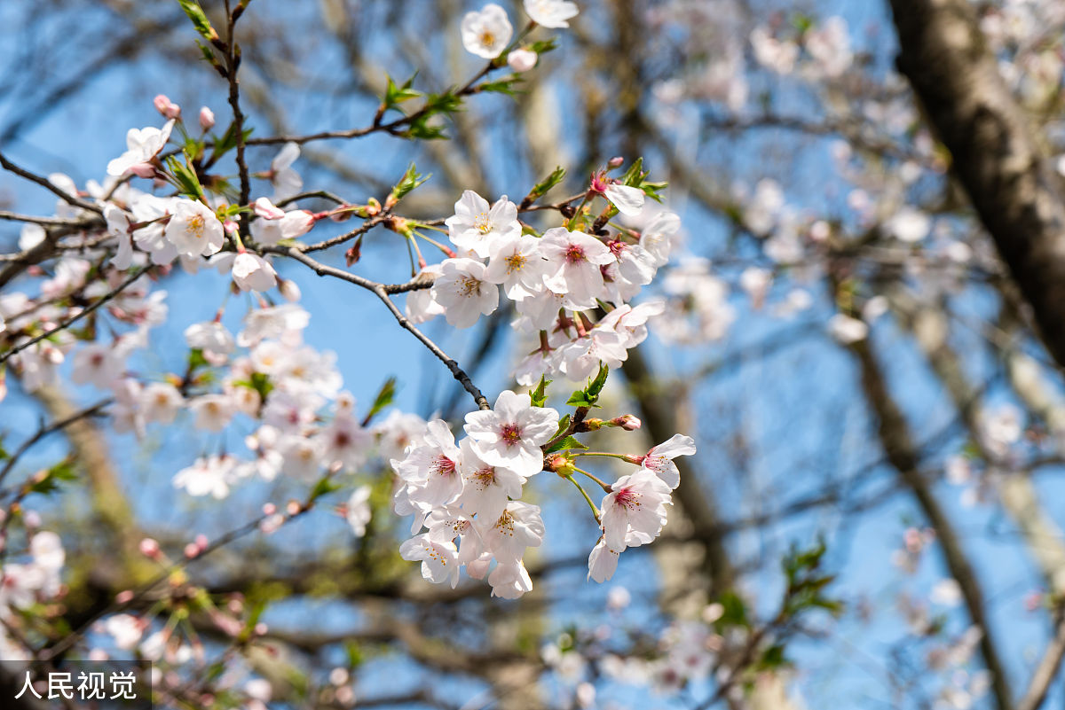 2020年3月23日,上海,有着"最美地铁口"之称的地铁8号线虹口足球场外的