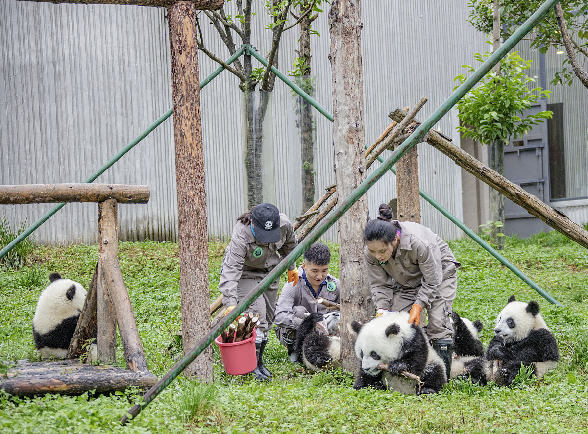 对此内容降重在收集相关文献后发现关于幼儿园一日生活的过渡性研究很少针对某一特定年龄段的研究更少现有的研究多为一线幼儿园教师的工作经验较零散仍需进行深入、系统的研究