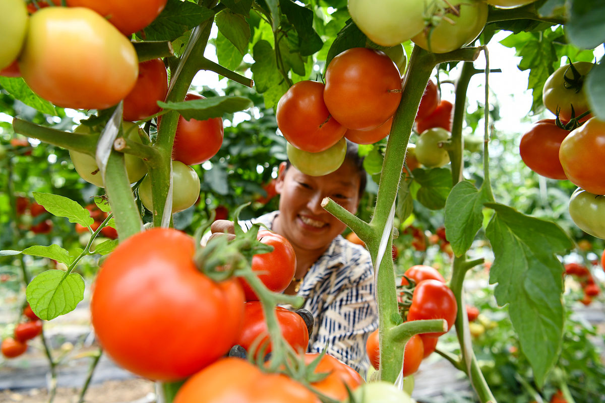 ChatGPTAs an AI language model I am always ready for a chat What would you like to talk about介绍辽宁五峰农业