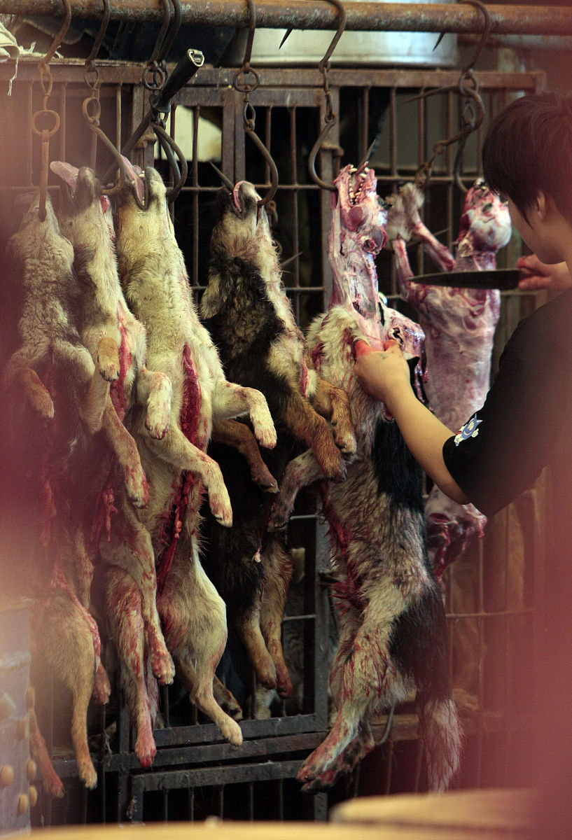 食用狗肉的国家