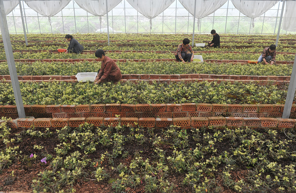 江西农业工程职业学院中草药栽培技术专业就业前景如何