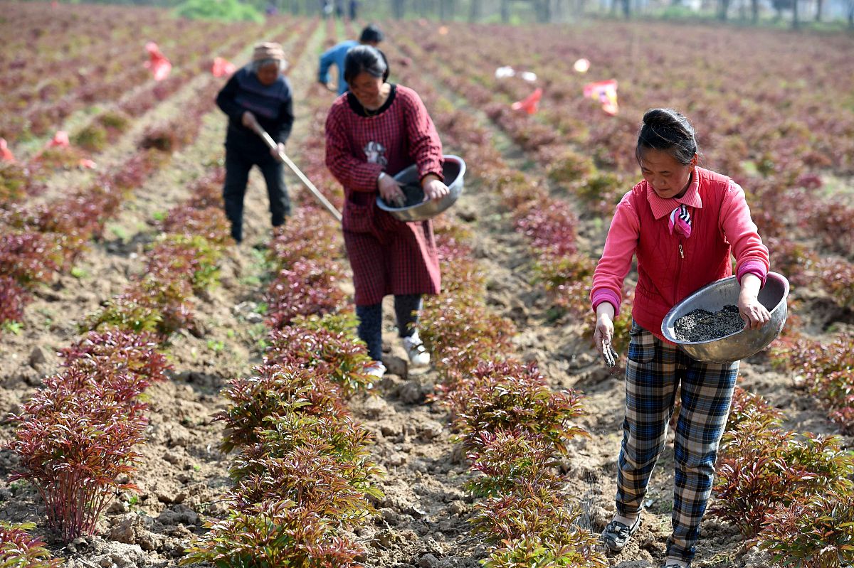 农作物施肥根部 优点