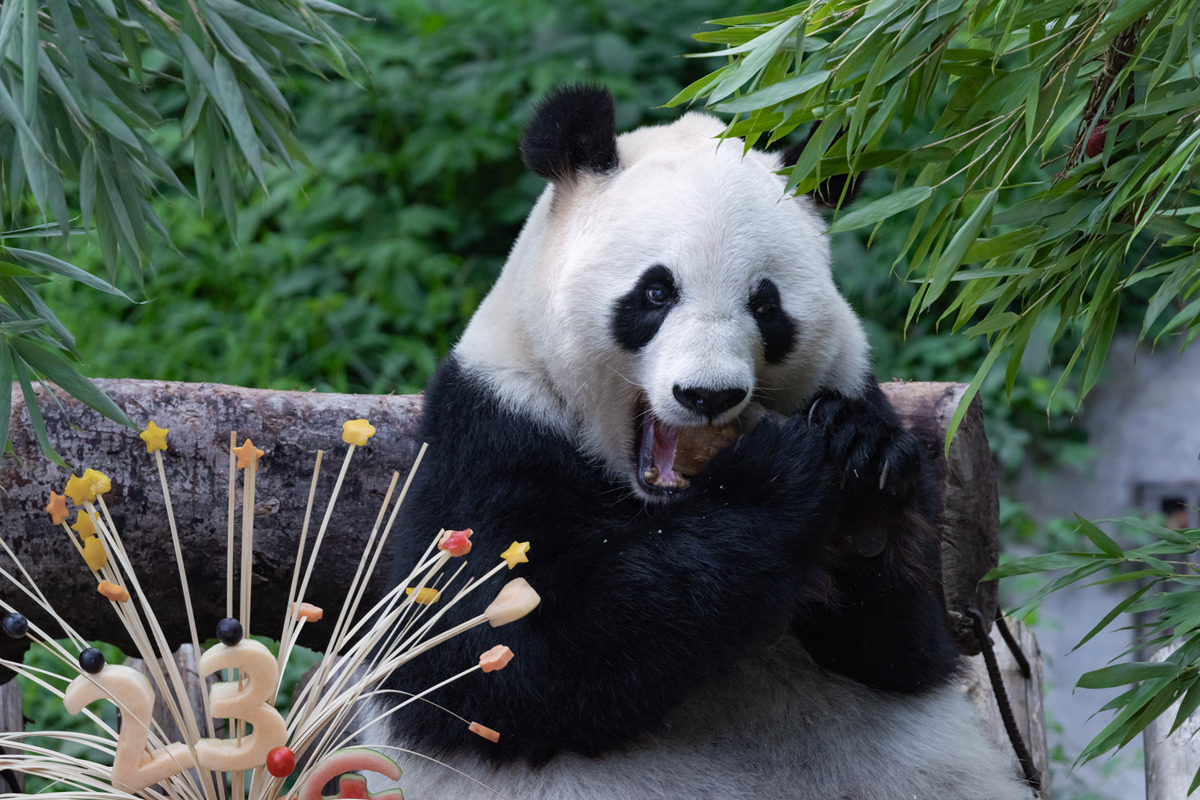 大熊猫：世界上最可爱的动物！