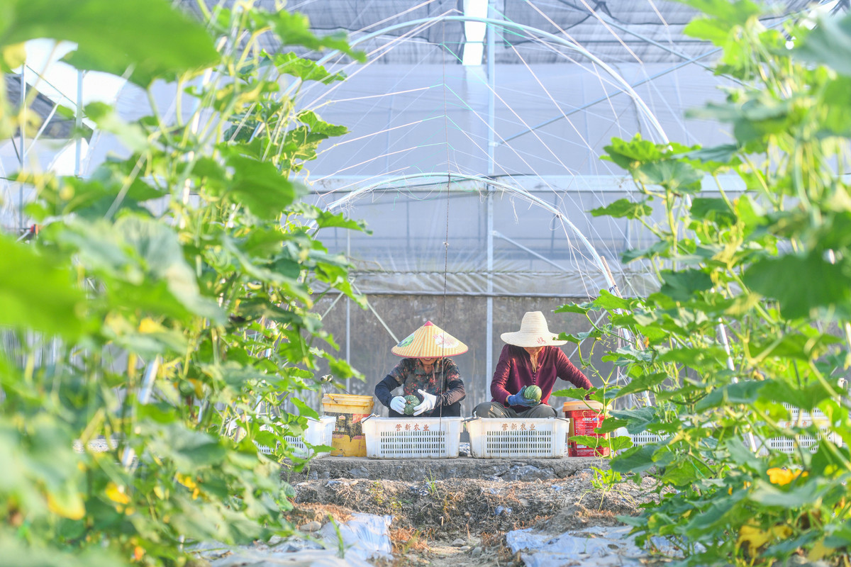 庭院经济社会调研：探索城市农业的新模式