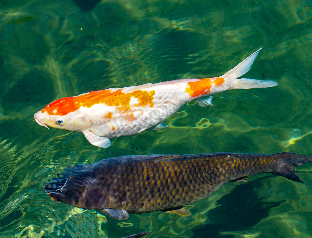 锦鲤嘴巴烂了怎么办