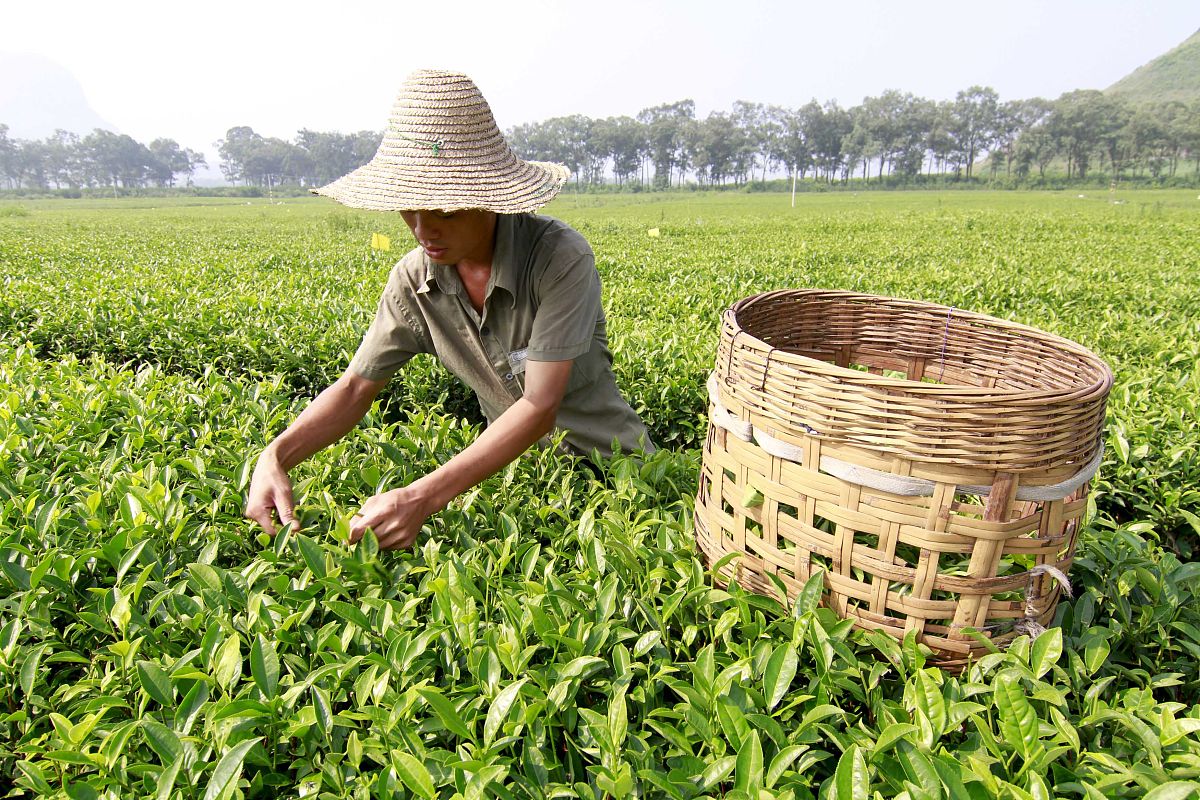 广西华侨学校市场营销专业怎么样好就业吗