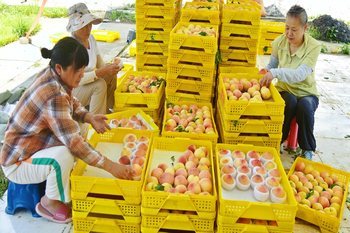 电商助农：广西那坡百香果摆脱滞销困境