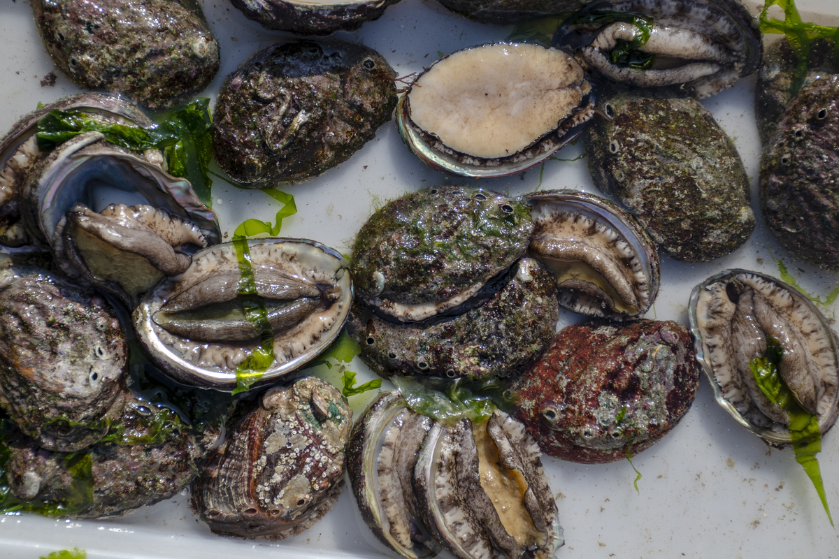 去壳假鲍鱼煮多久？教你轻松烹饪美味！