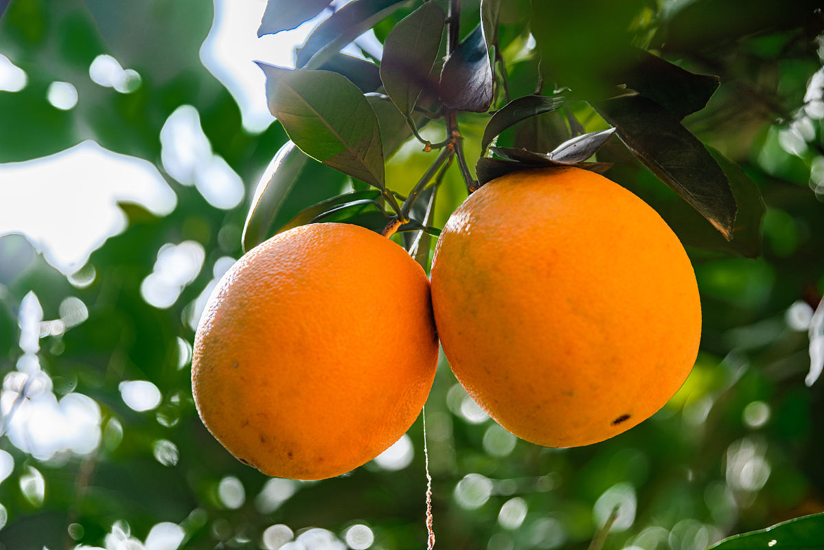 奉节脐橙品牌分析：知名度高、品质优、潜力大