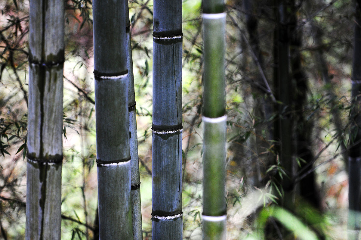2012年02月13日,安徽,黄山毛竹.