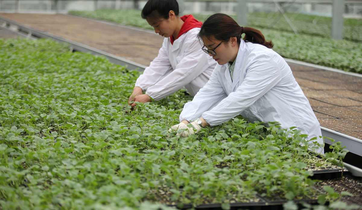 定西师范高等专科学校中草药栽培与加工技术专业：前景广阔，就业方向多样