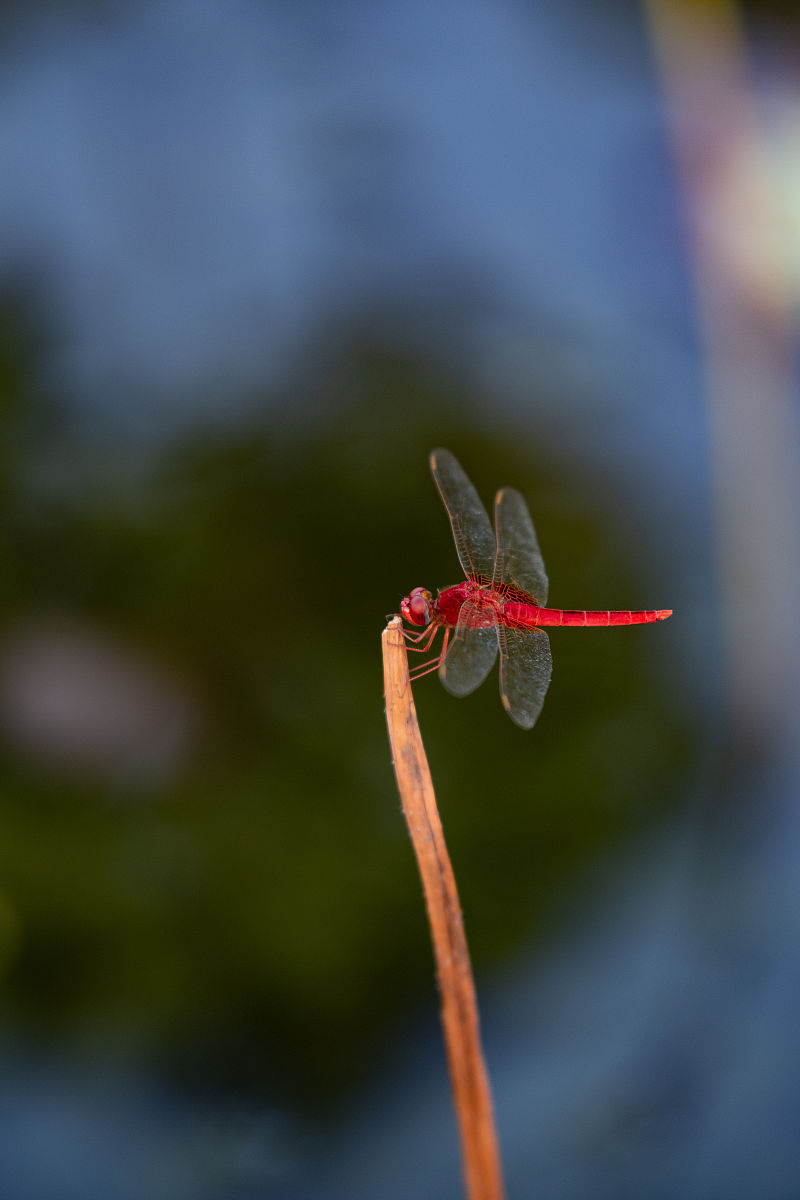 云南红豆杉分布在哪些气候带？