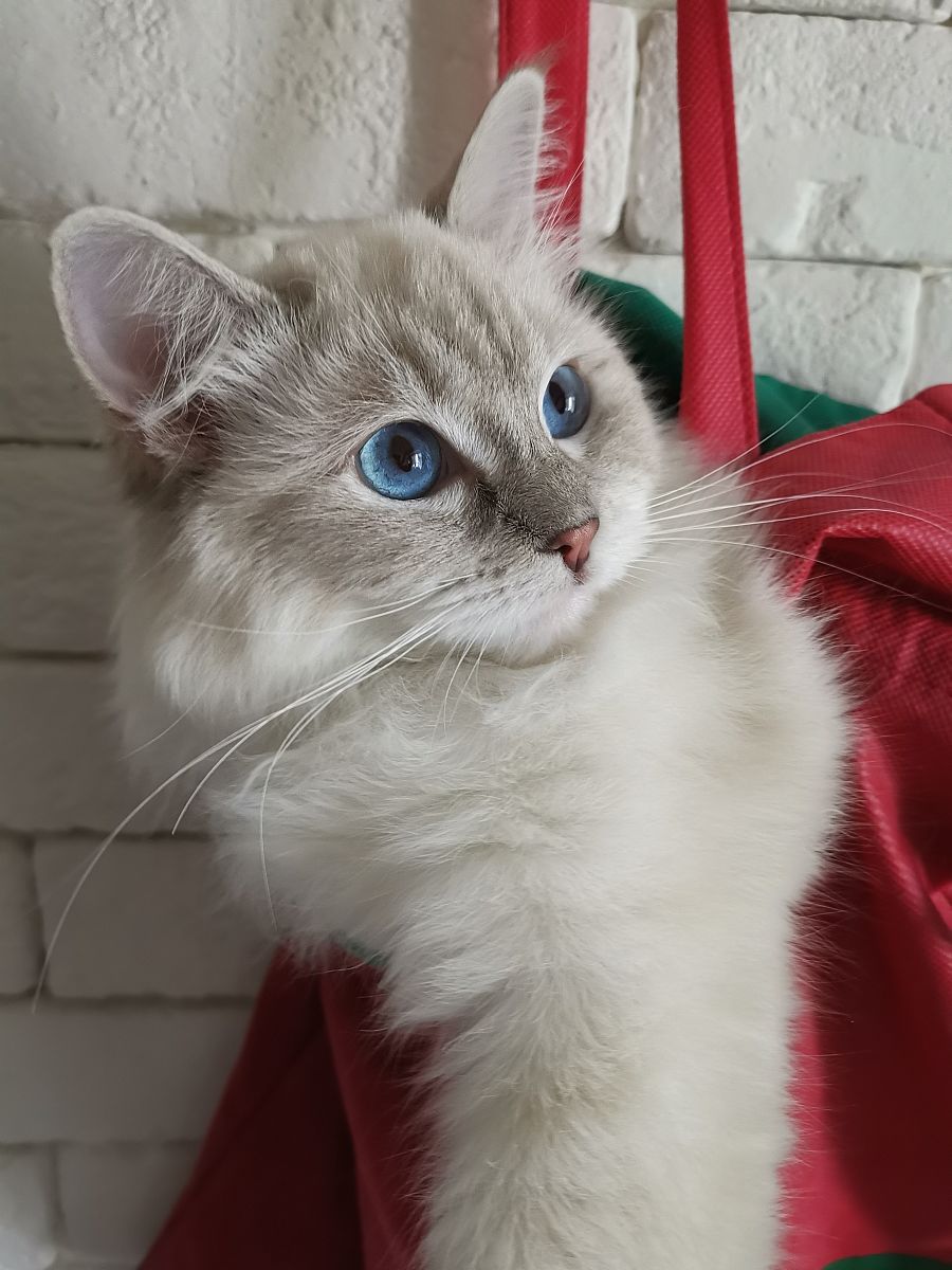 蘸糖和暴富：我的两只猫咪的日常