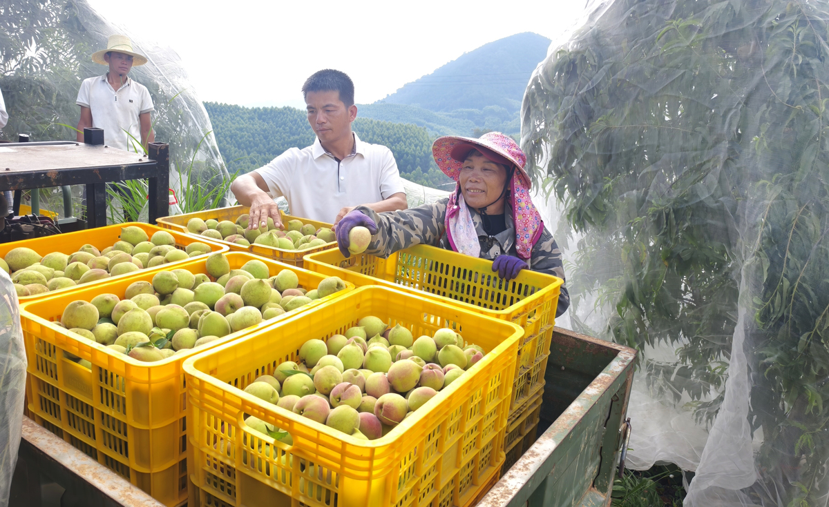 广西农业技术推广具体案例