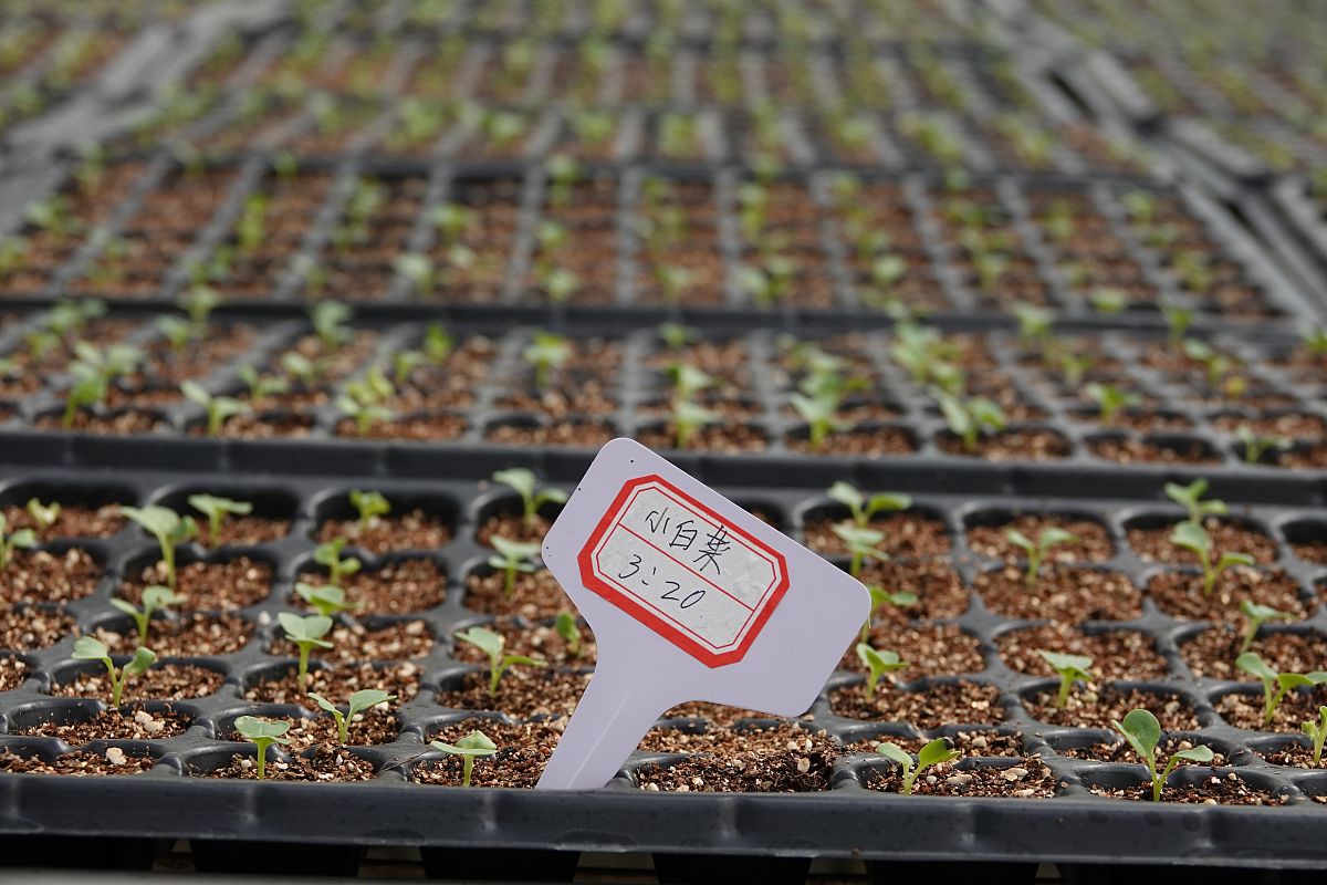 荤莓用什么种子种的好？