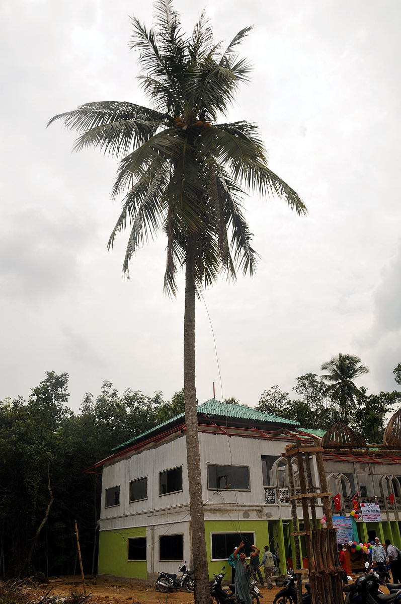 椰字文创品牌名推荐：椰子鸟 (Coconut Bird)