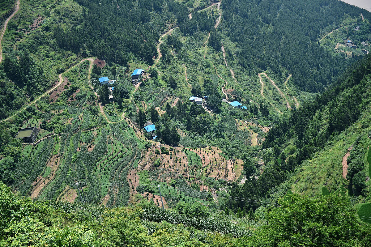 影响神农架下谷坪野茶在哪里有分布