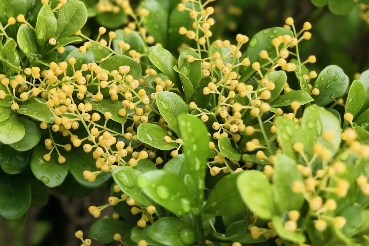九里香花叶假连翘栽培应用优缺点分析