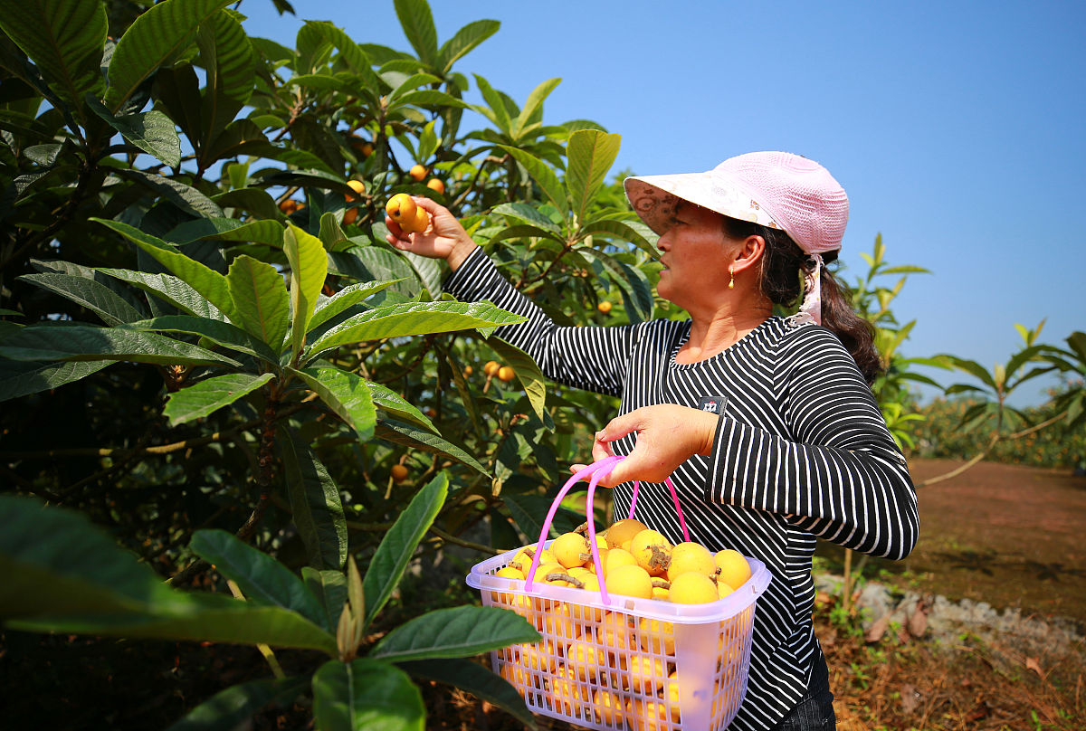 金果兴农团队在榕江县村超现场免费送枇杷次果果汁