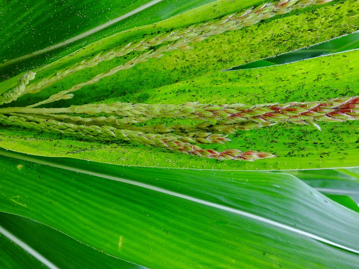 水稻昆虫群落结构分析：多样性指数及结论