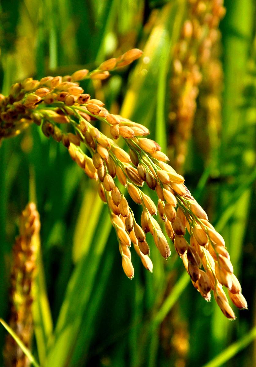 玉溪农业职业技术学院植物保护专业怎么样