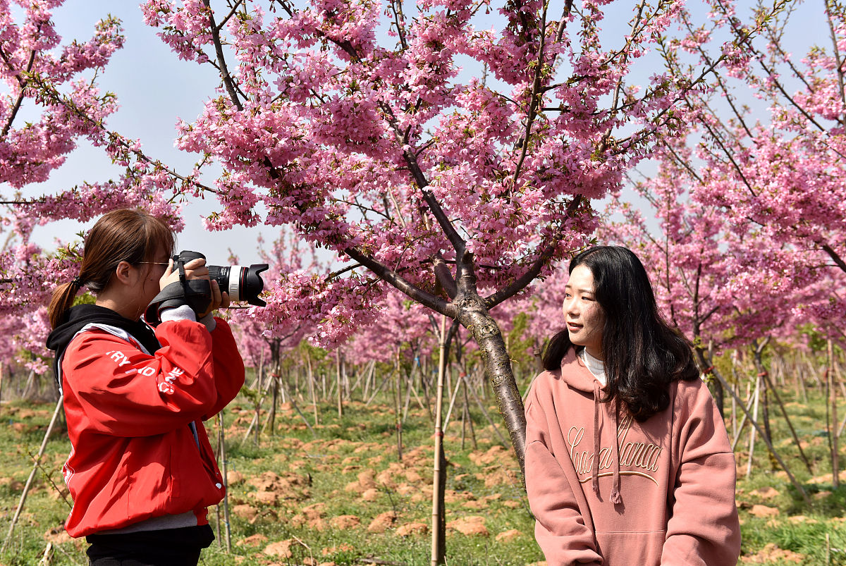 3月30日，邀您共赏植物园樱花盛放