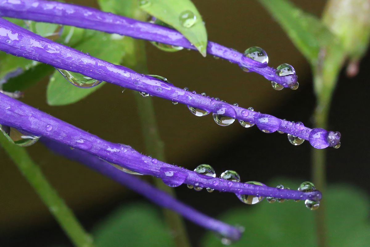 请根据雨字写一首诗
