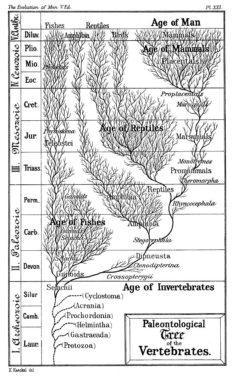 Western Civilization's Material Accomplishments: A History of Innovation