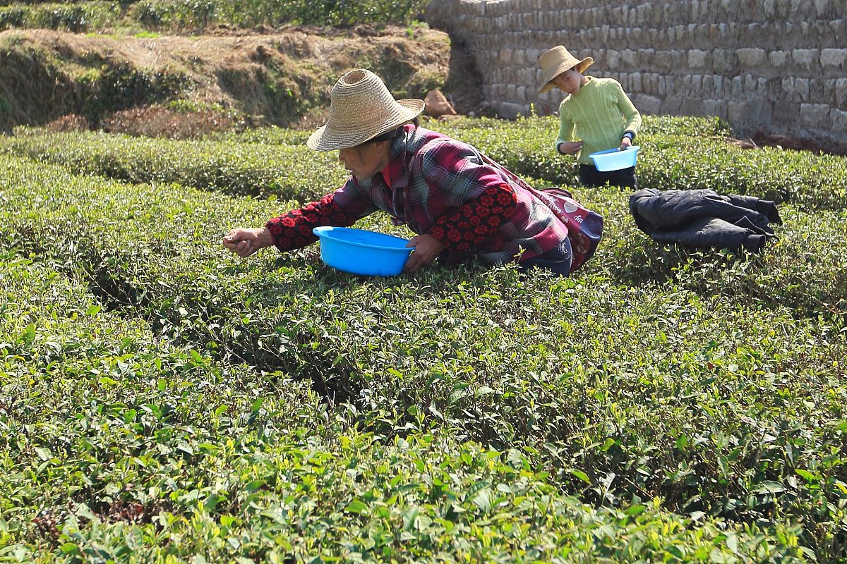 红河中专学校农村经济综合管理专业：培养现代农业发展人才