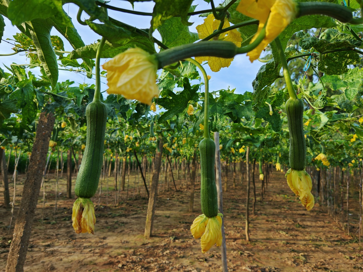 八角丝瓜种植时间及技术要点需要注意什么3000字