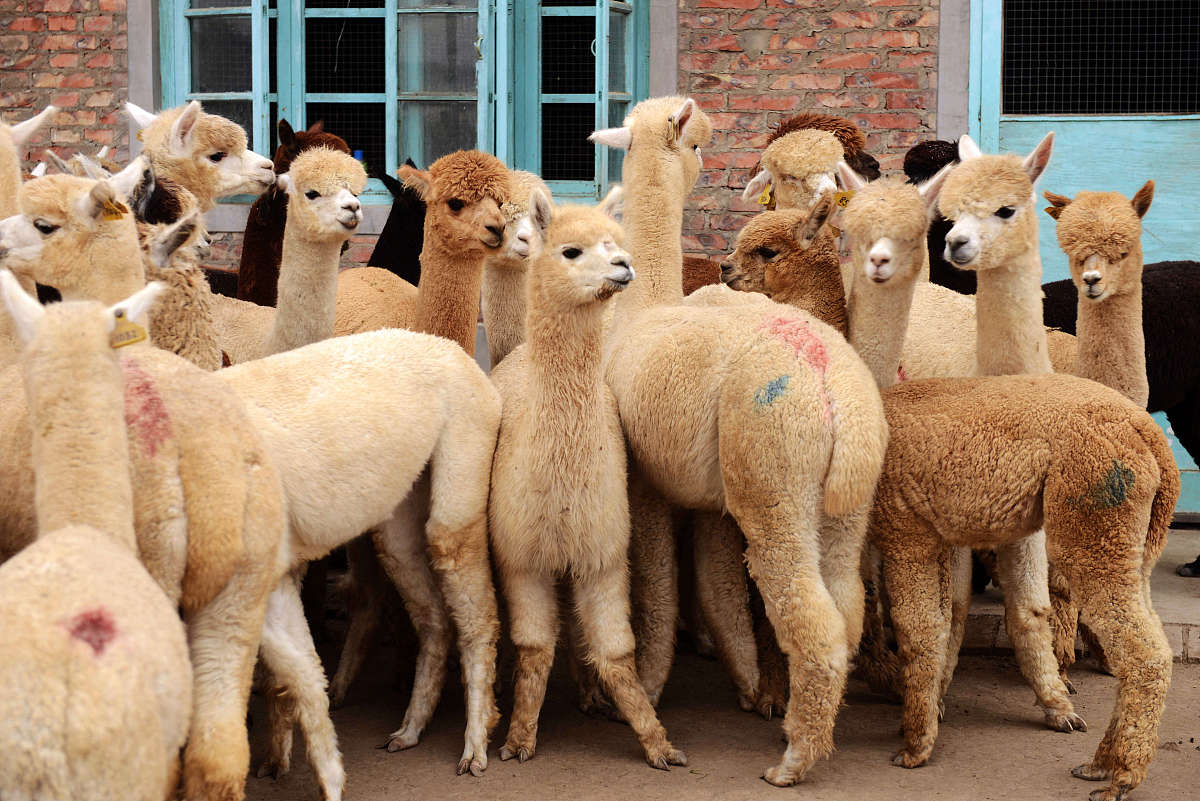 防疫隔离点建设标准：场地选择、设施要求、安全保障等