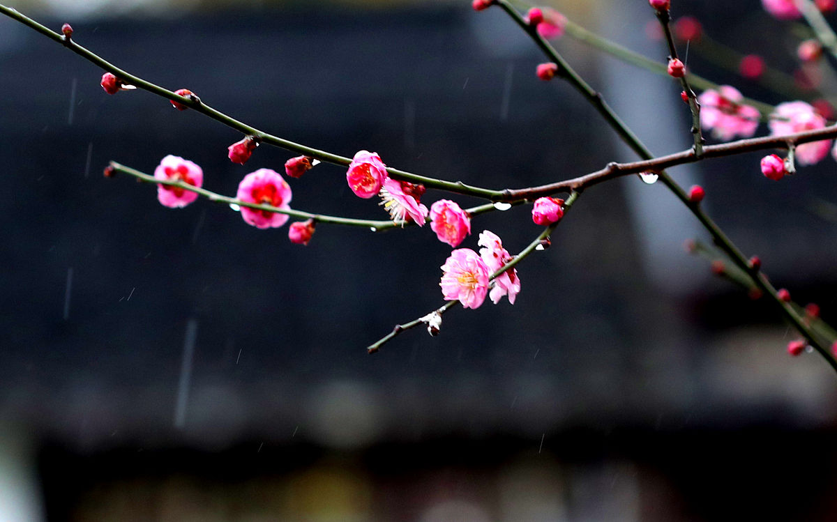 梅花落叶被蜘蛛丝缠住，古人如何用诗句描绘？