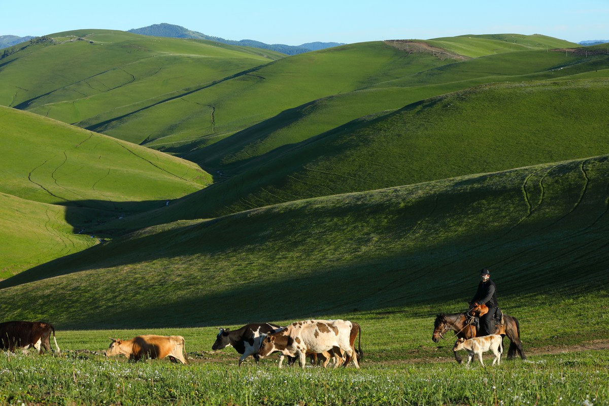 围绕草原牛羊高山山中住着一家浪