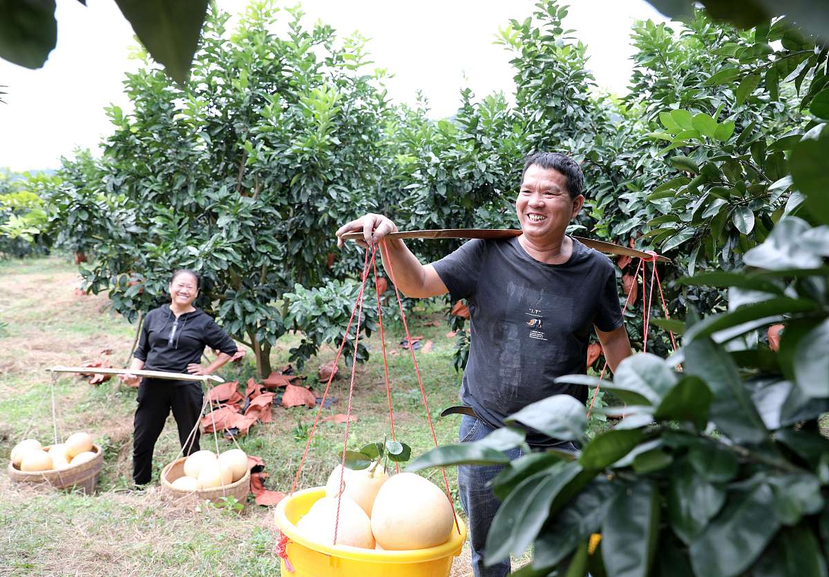 帮我降重下面这段文字要求查重率要低于10逻辑通顺：由于文旦柚产业历史较短