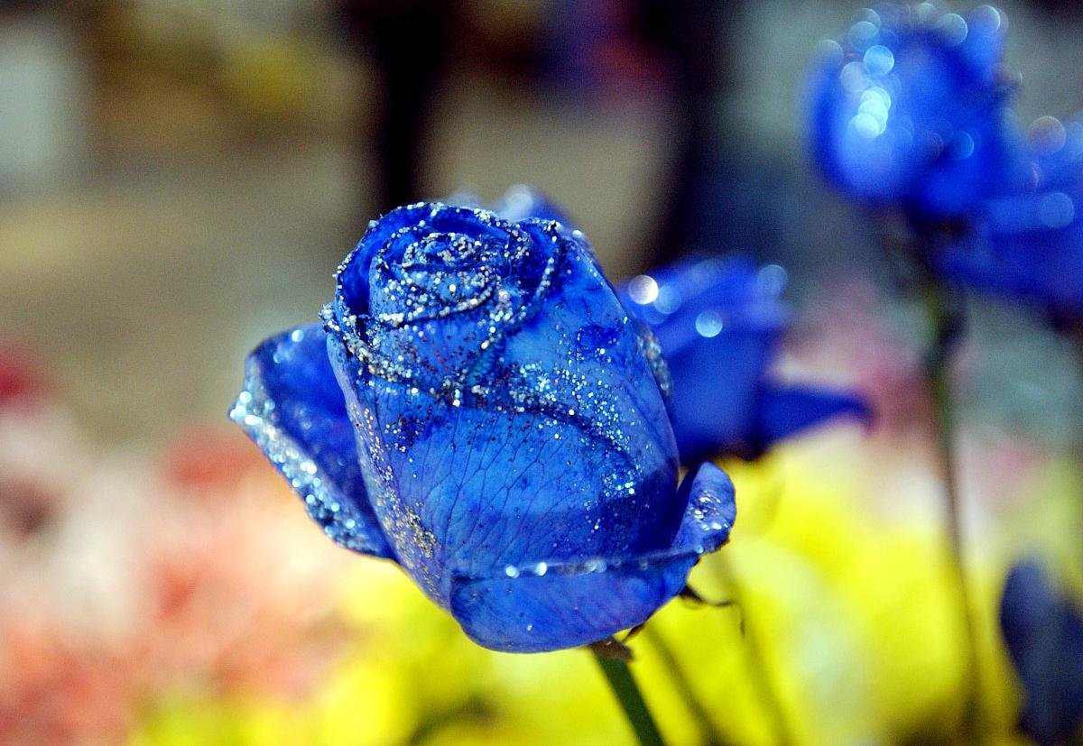 蓝色妖姬月季花是真的吗400字