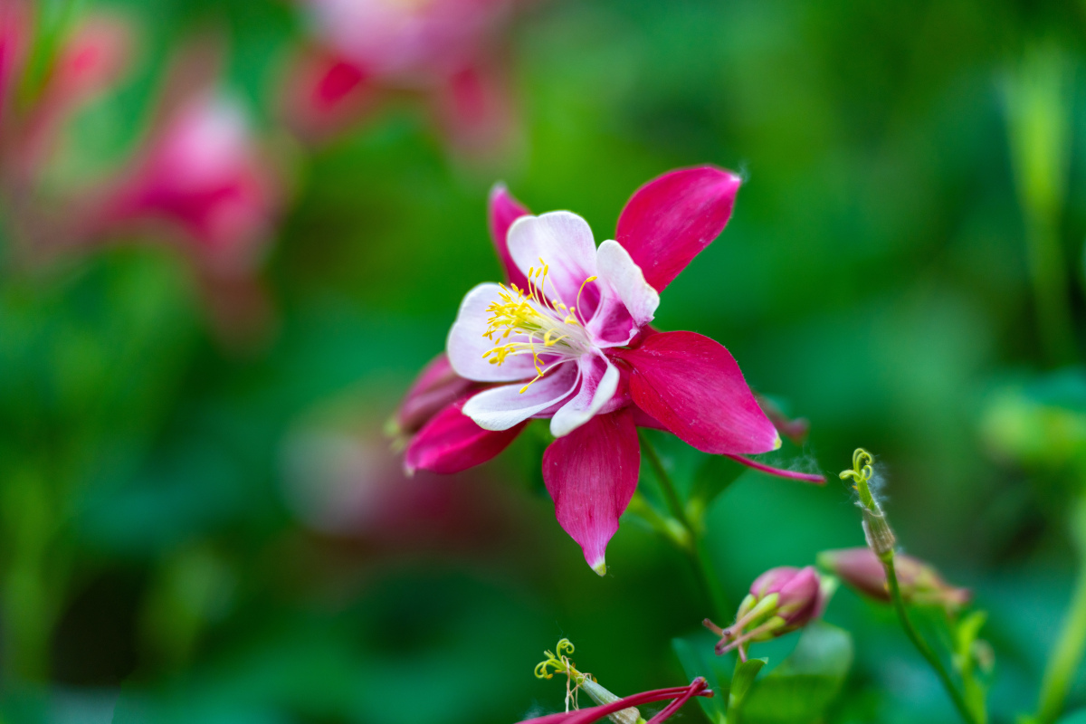 情感# 飞珠溅玉簪花戴,不谢东风不谢人.#户外