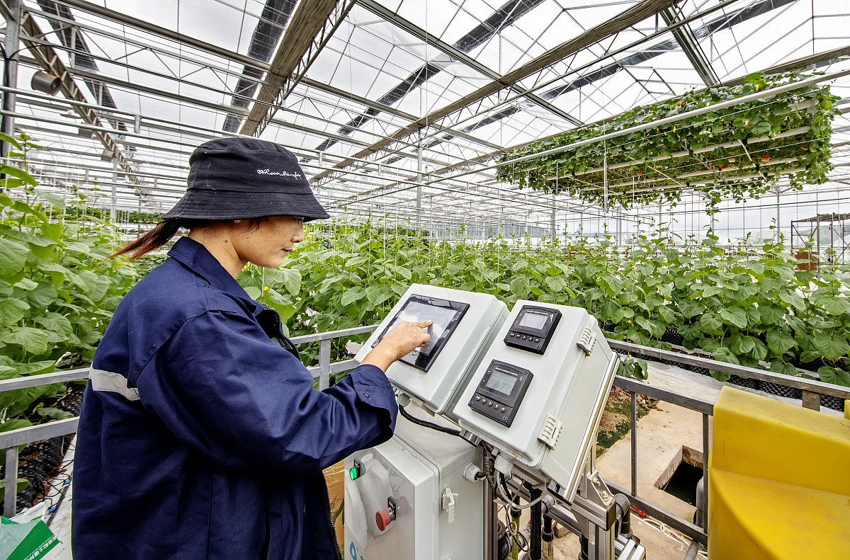 芋头产业智能化无人化：提高效率，增强竞争力
