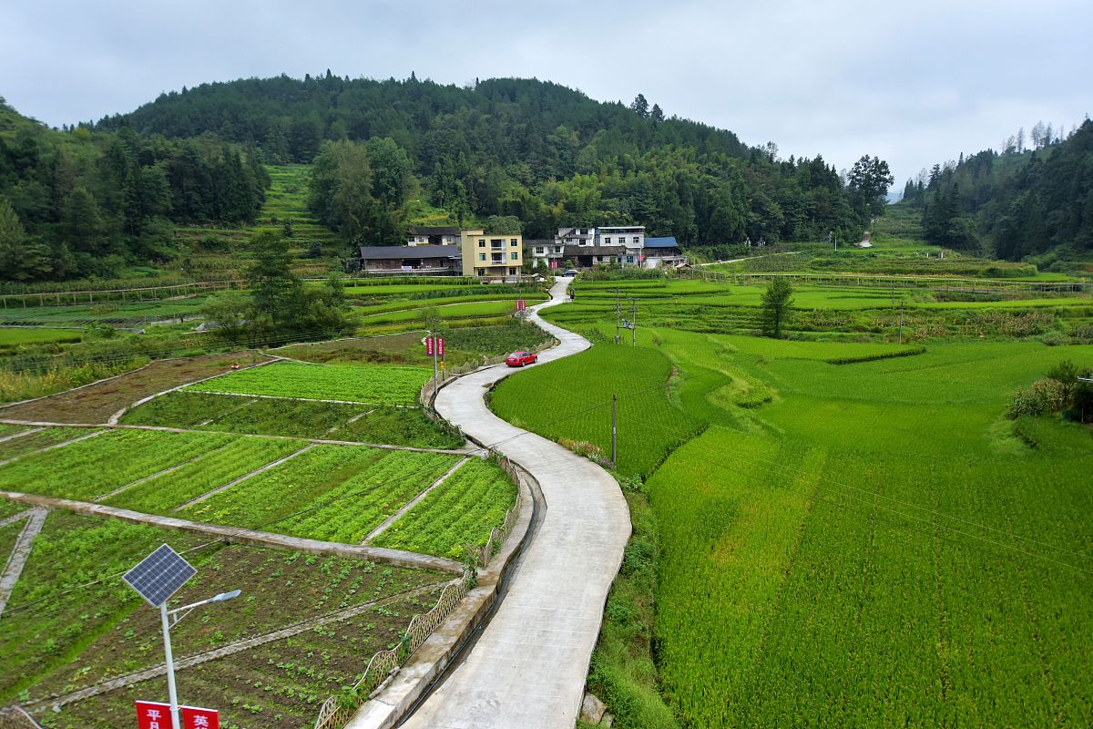 从农业人才收入情况方面分析乡村振兴背景下武隆区农业人才建设现状自行添加数据不少于500字。