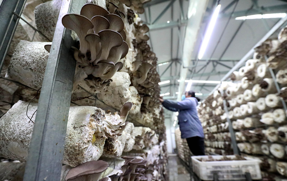 一、生产部门：小品种菇陆续配合发货海林种植基地7月9日发货元蘑90000包、滑子菇25000包、榆黄蘑97000包、大球盖菇49000包。7月12日发货灵芝17000包、猴头菇35000包共计313000包。二、海林种植基地：目前已开始进行玉木耳的采摘榆黄蘑的进棚摆放下一步对闲置大棚进行升级改造。三、销售部：8日正式开始进行秋耳菌包的发货总发货量100万包截止到7月13日累计发货16万包20日前完