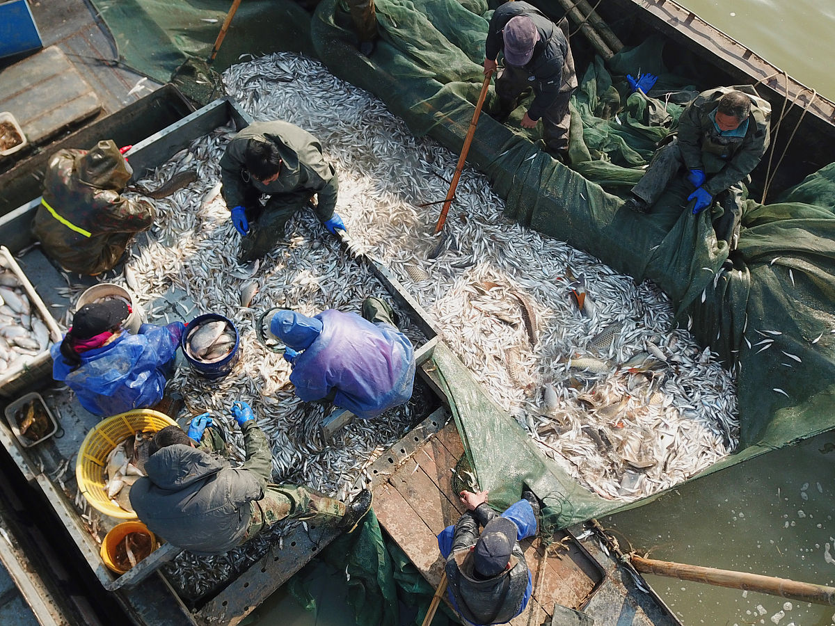 藤壶养殖：技术、方法与市场潜力