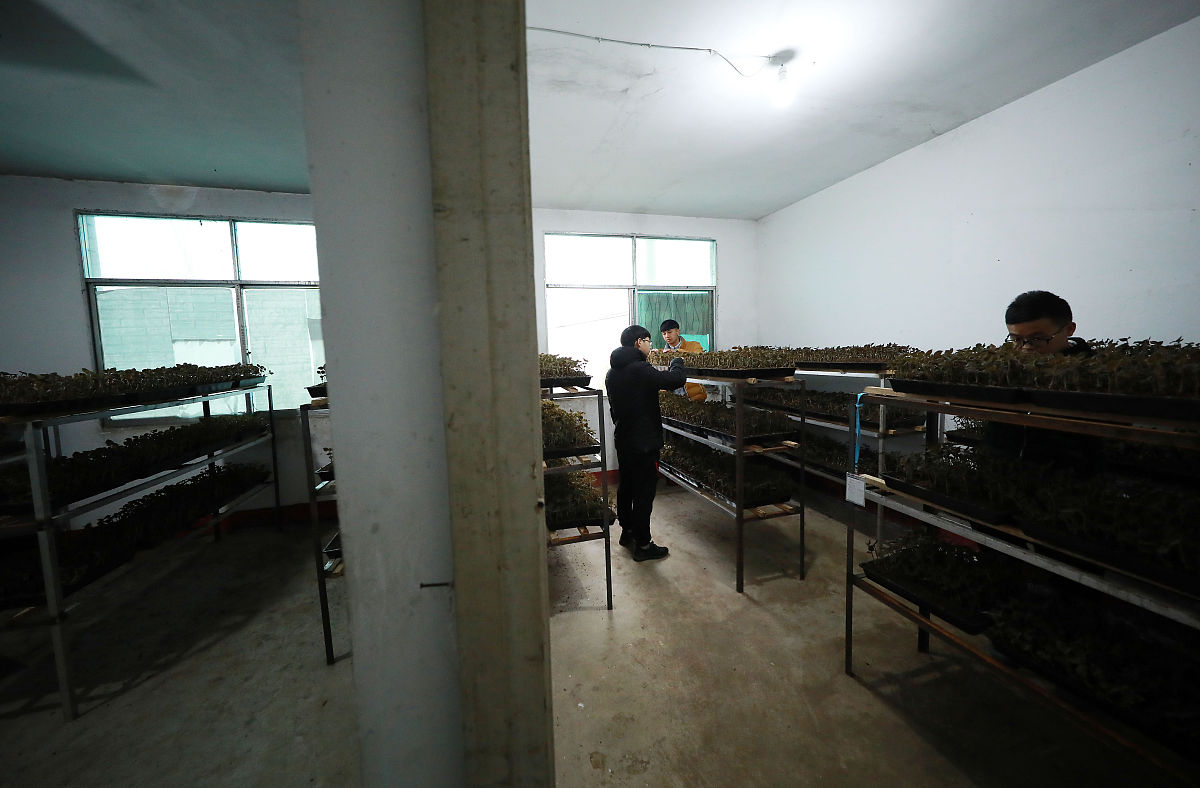 关于商洛核桃产业发展对策中完善产业链布局的建议不得少于800字。